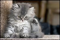 Click image for larger version

Name:	kitten3.jpg
Views:	51
Size:	44.2 KB
ID:	45166