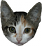 PepperTheCat's Avatar