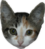 PepperTheCat's Avatar