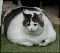 Click image for larger version

Name:	fat-cat.jpg
Views:	115
Size:	32.1 KB
ID:	53597