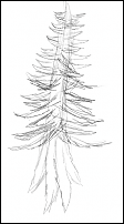 Click image for larger version

Name:	donaldpinetreesketch.png
Views:	253
Size:	66.3 KB
ID:	29335